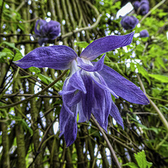 Clematis Wesselton - opened for HFF