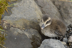 Duckling, Iceland