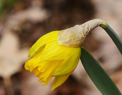 Just the Daffodil........