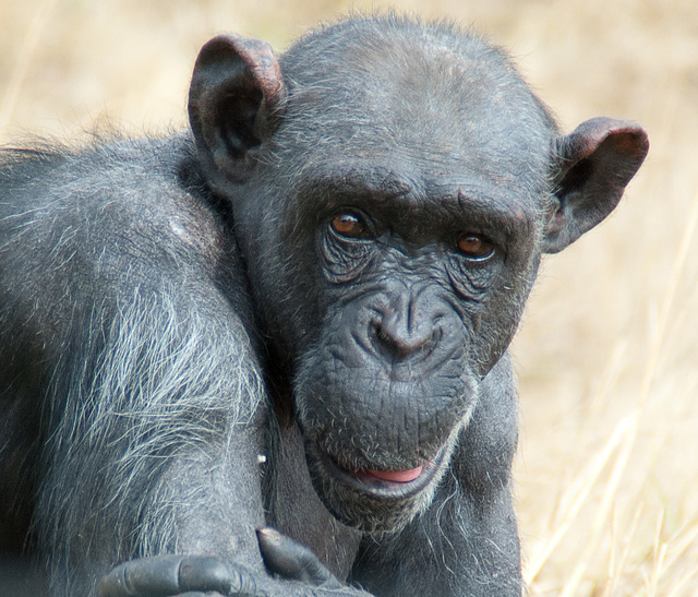South Africa Chimp Eden IGP5903