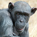South Africa Chimp Eden IGP5903