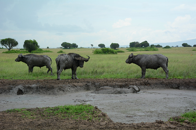 Uganda, Mud Bath for Buffaloes