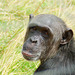 South Africa Chimp Eden IGP5870