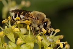 Colletes hederae (Ivy Bee) in Shropshire.