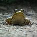 grenouille / frog