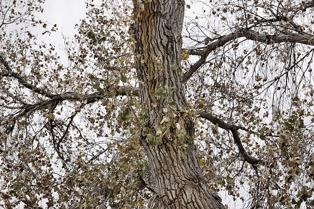 Barking Up the Right Tree – Desert Botanical Garden, Papago Park, Phoenix, Arizona