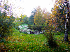Autumn colours by the pond