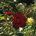 Roses Rouges, jaunes et blanches