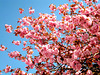 Almond tree blooms... ©UdoSm