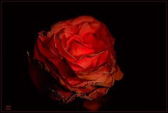 ~ The Old Rose ~