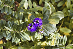 Blue Bursts – San Francisco Botanical Garden, Golden Gate Park, San Francisco, California
