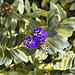 Blue Bursts – San Francisco Botanical Garden, Golden Gate Park, San Francisco, California