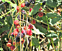 Blackberries.