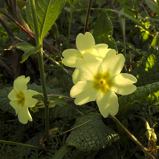 Common Primrose