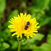 Schwebfliege (Eristalis spec.) auf gelber Blüte