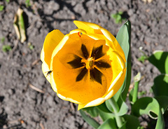 Tulpe mit Besucher