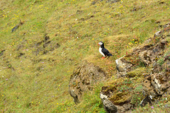 Iceland, Alone Puffin on the Western Slope of the Dyrhólaey Cape