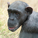 South Africa Chimp Eden IGP5885