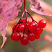 Highbush cranberry / Viburnum opulus var. americana