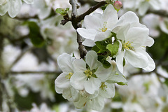 AWB  (Average White Blossom ;-)