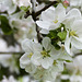 AWB  (Average White Blossom ;-)