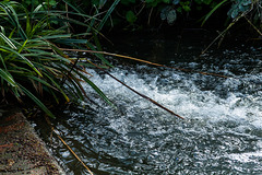 The End of the Paxcroft Brook