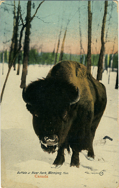 4934. Buffalo at River Park, Winnipeg, Man.