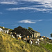 Al pascolo tra le rovine dell'alpeggio (Alpone superiore: 1452 m)