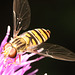 IMG 4942Hoverfly