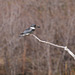 martin-pêcheur / belted kingfisher