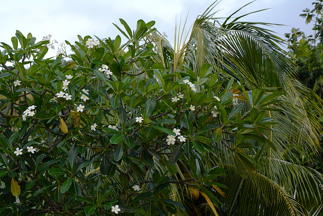 Polynésie Française, Bora Bora, White Flowers of Plumeria (Frangipani)