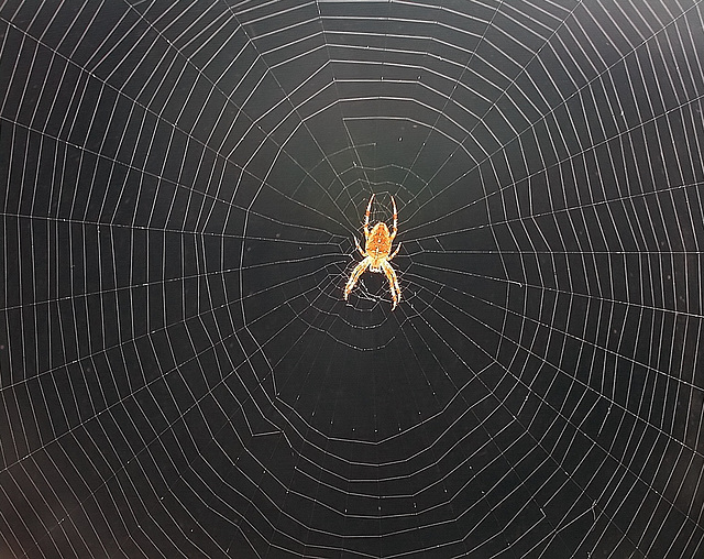 Spinne im Netz