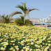 Israel, Eilat, The Sea of Flowers