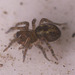 SpiderIMG 1640v2