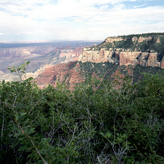 Canyon Rim Hedge
