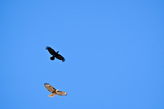 A hawk and a crow