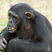 South Africa Chimp Eden IGP5891