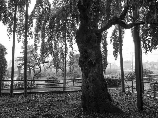 Old cherry tree on a rainy day
