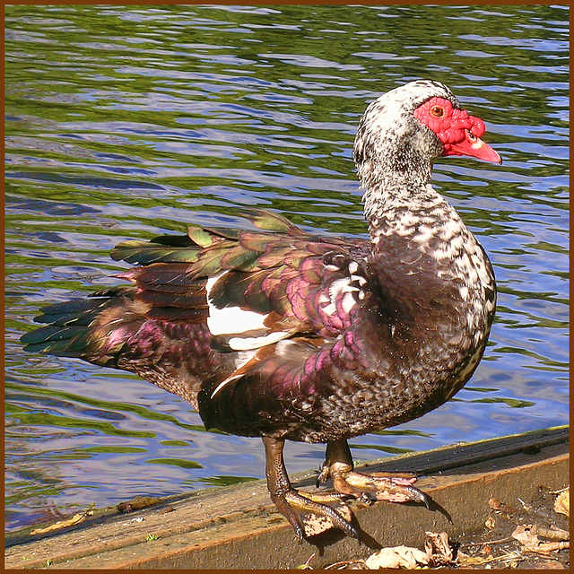Muscovy duck (thanks to Tess Mc Kenna for the id)