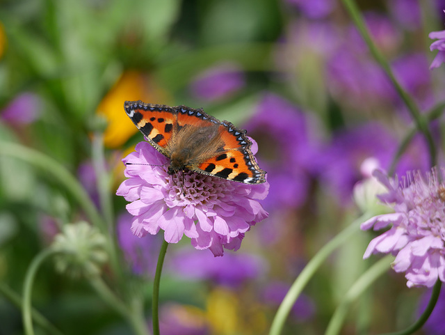 Tortoiseshell Tortoiseshell