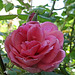 Heute morgen, die erste Rose in meinem Garten