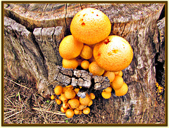 Fungi On Tree Stump.