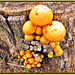 Fungi On Tree Stump.