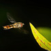 Die Hainschwebfliege (Episyrphus balteatus) im Fluge erwischt :))  Caught the grove fly (Episyrphus balteatus) in flight :))  J'ai attrapé la mouche des bosquets (Episyrphus balteatus) en vol :))