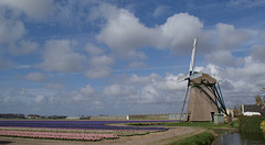Hyazinthenfeld mit Windmühle