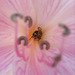 Getty bee
