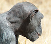 South Africa Chimp Eden IGP5898