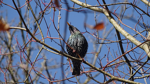 sunbathing starling
