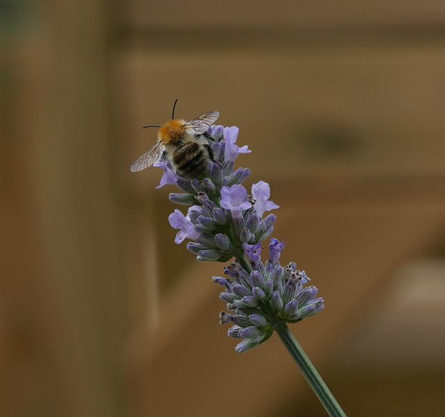 Bee Bee