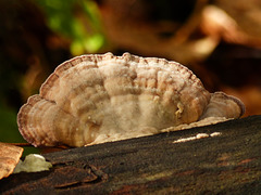 Fungus on  a log